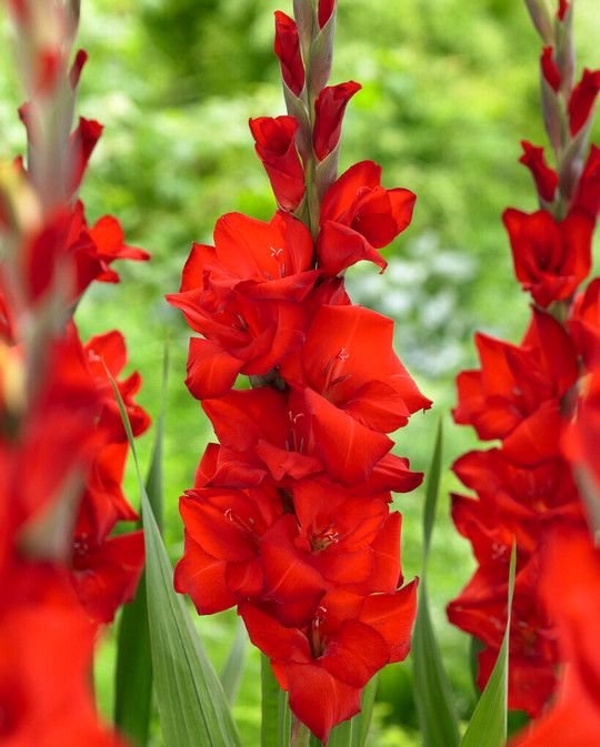 Gladiolus rouge